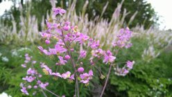 Thalictrum rochebrunianum Василистник Рохбруна